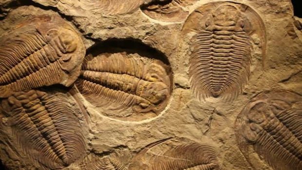 وحشتناک ترین فسیل های کشف شده در سال 2023
