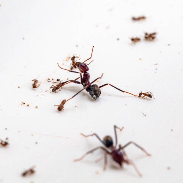 الگوبرداری از زندگی مورچه ها برای جنگ