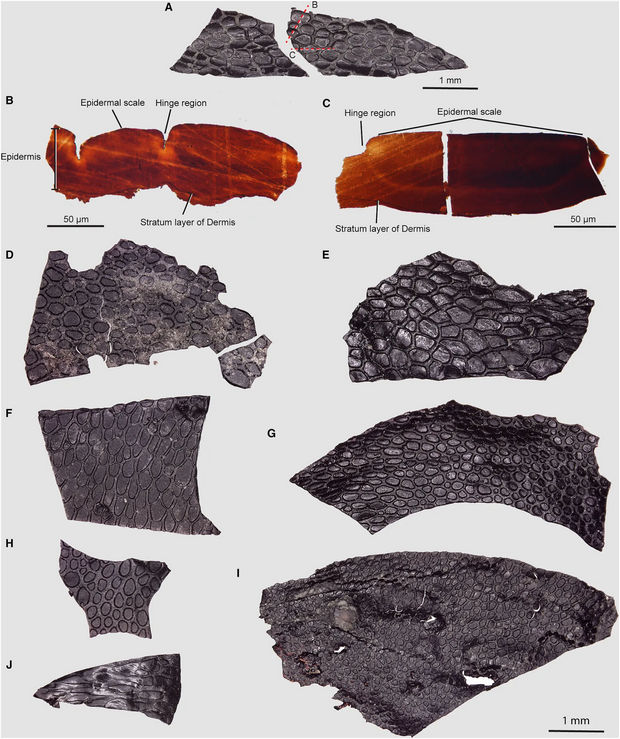 پوست مومیایی قبل از دایناسور