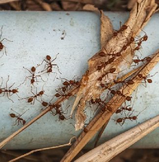 روش های برنده شدن در جنگ ها ی گذشته توسط مورچه ها