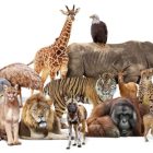تا به حال چند نوع حیوان بر روی زمین زندگی کرده‌اند؟