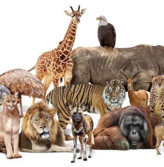 تا به حال چند نوع حیوان بر روی زمین زندگی کرده‌اند؟