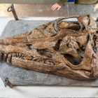 ۱۱ فسیل وحشتناک که در سال ۲۰۲۳ کشف شدند: از پنگوئن غول آسا تا هیولای دریایی