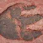 کشف تازه: پوست مومیایی شده‌ای قدیمی‌تر از دایناسورها توسط دانشمندان کشف شد!