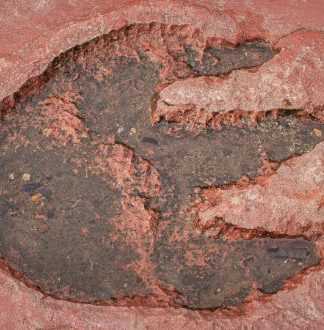 کشف تازه: پوست مومیایی شده‌ای قدیمی‌تر از دایناسورها توسط دانشمندان کشف شد!