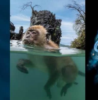 زیر آب: عجایب از میمون غواص تا قبرستان کوسه‌ها