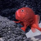 ماهی عجیب: از شنا به ماجراجویی روی پاها + ویدیو