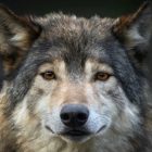 چرا گرگ های منطقه چرنوبیل مقاومت نسبت به سرطان دارند؟