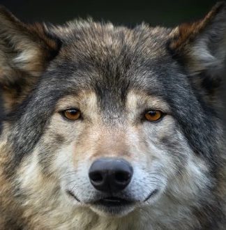 چرا گرگ های منطقه چرنوبیل مقاومت نسبت به سرطان دارند؟