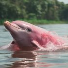 کشف حفره دلفین در آبهای رودخانه آمازون