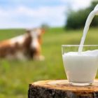 گاوی که شیر حاوی انسولین انسانی تولید می کند!