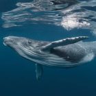 در تاریخ علم، برای اولین بار دست اندرکاران عکسی از رابطه جنسی نهنگ گوژپشت بدست آوردند!